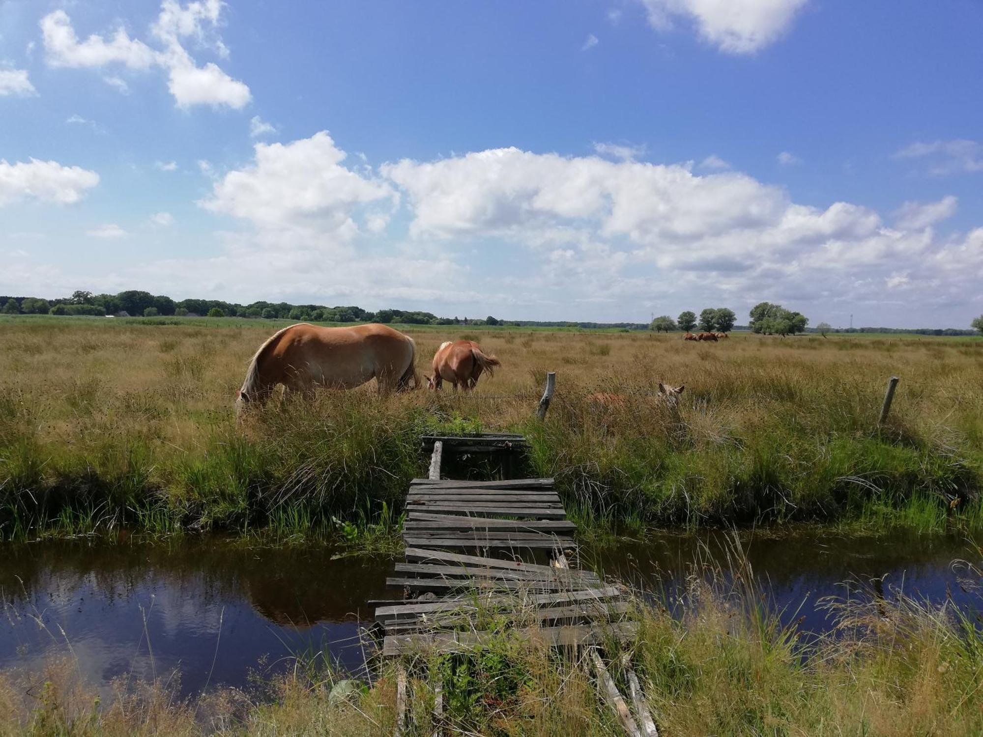Świnoujście Dom Goscinny Ptaszarnia - Natura-Free Parking מראה חיצוני תמונה